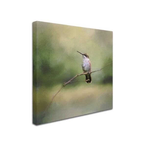 Jai Johnson 'Tiny Visitor Hummingbird' Canvas Art,18x18